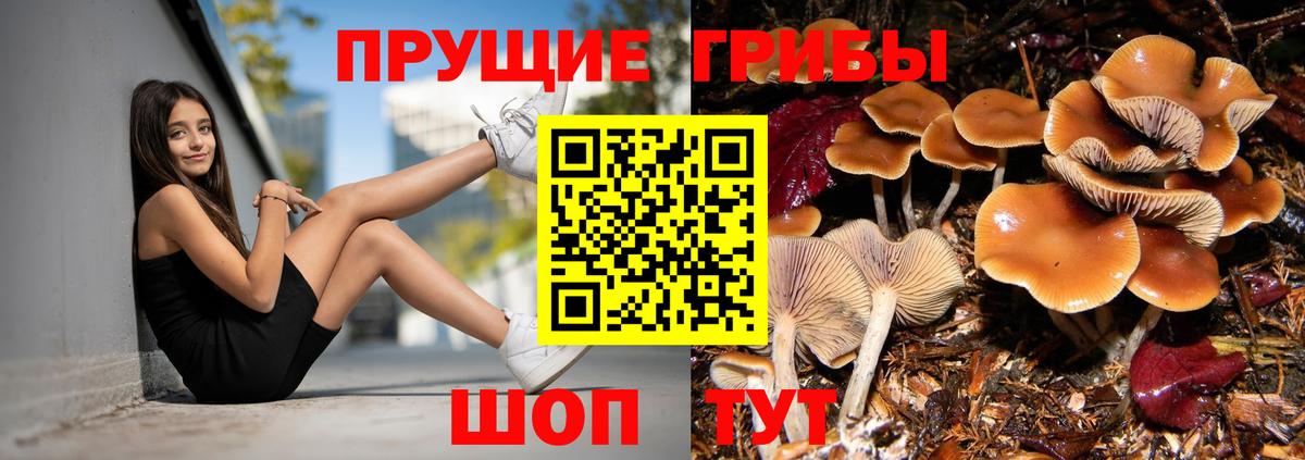 купить закладку  Псилоцибиновые грибы Cubensis  Вход с VPN  Благовещенск 